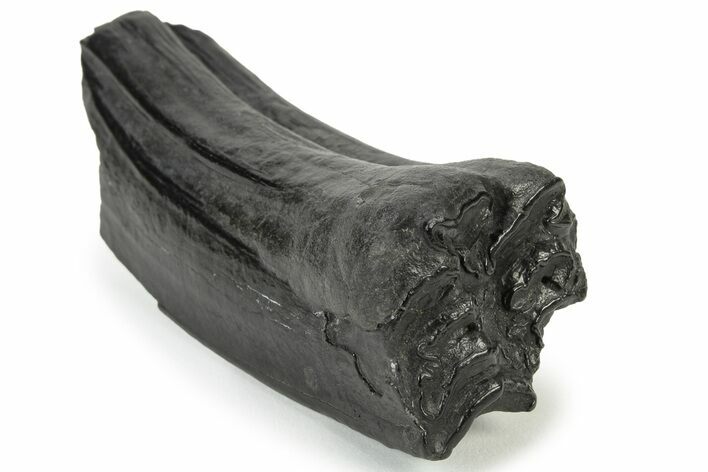 Pleistocene Aged Fossil Horse Tooth - South Carolina #231743